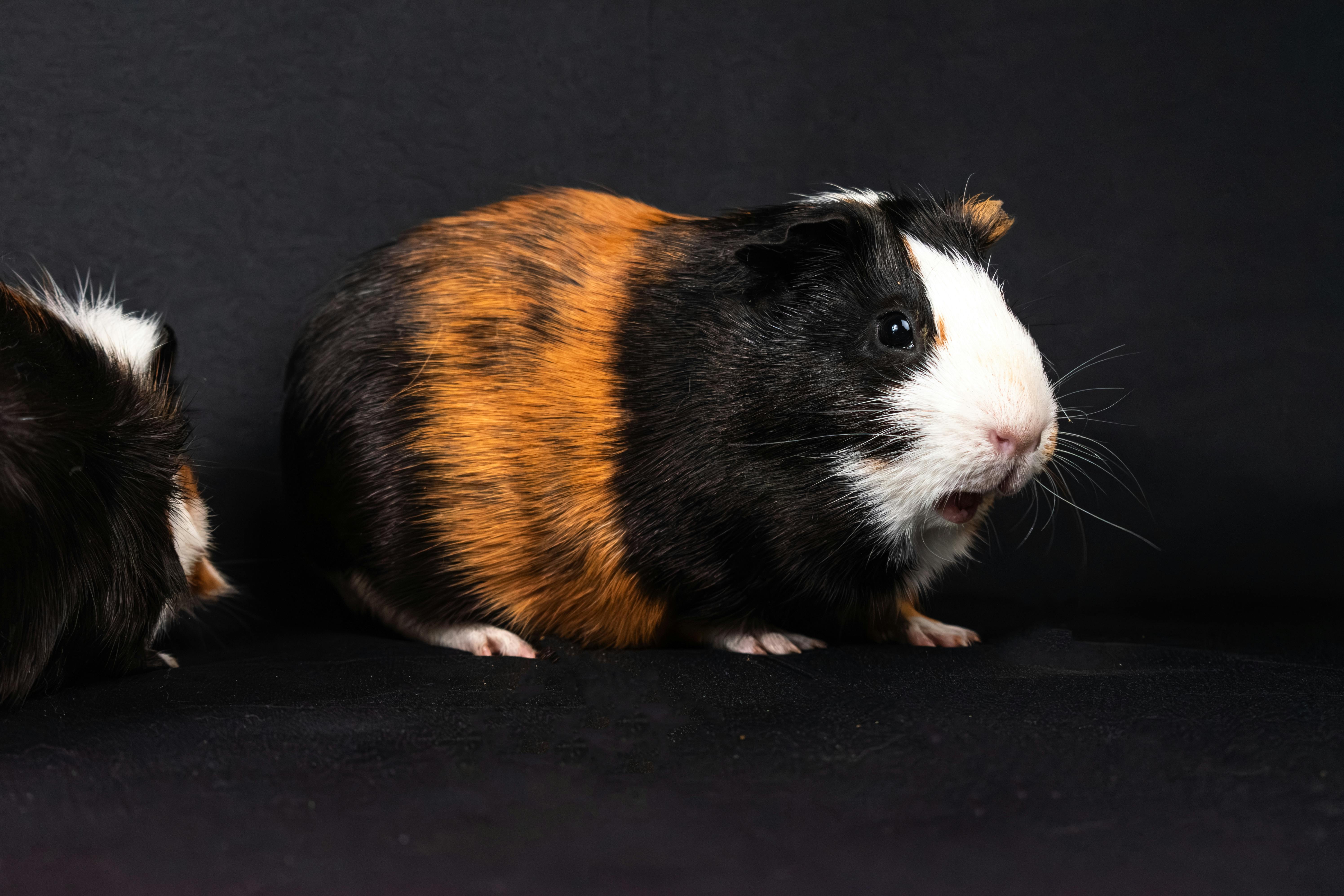 Guinea pig being groomed and brushed