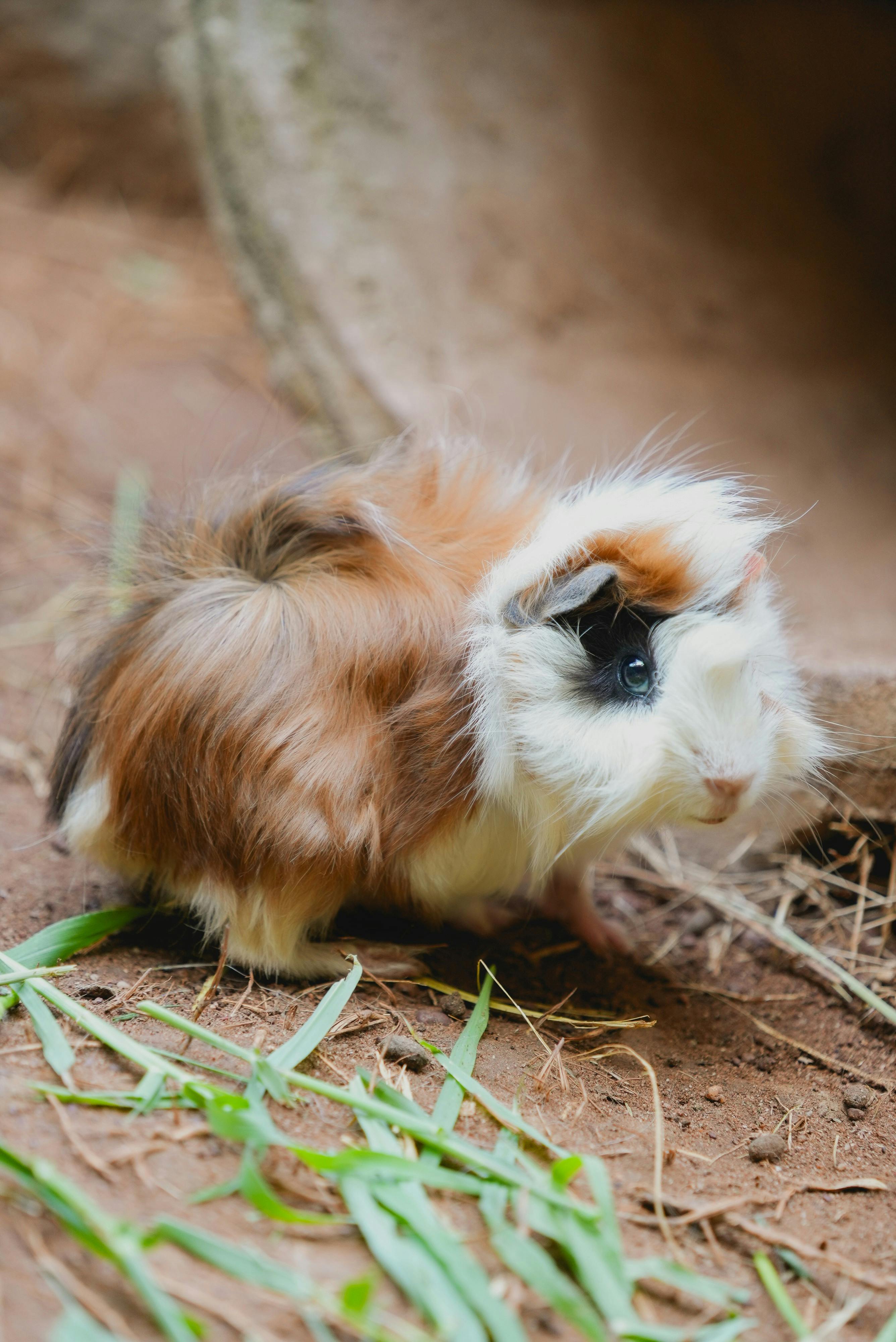 Multiple guinea pigs during training session