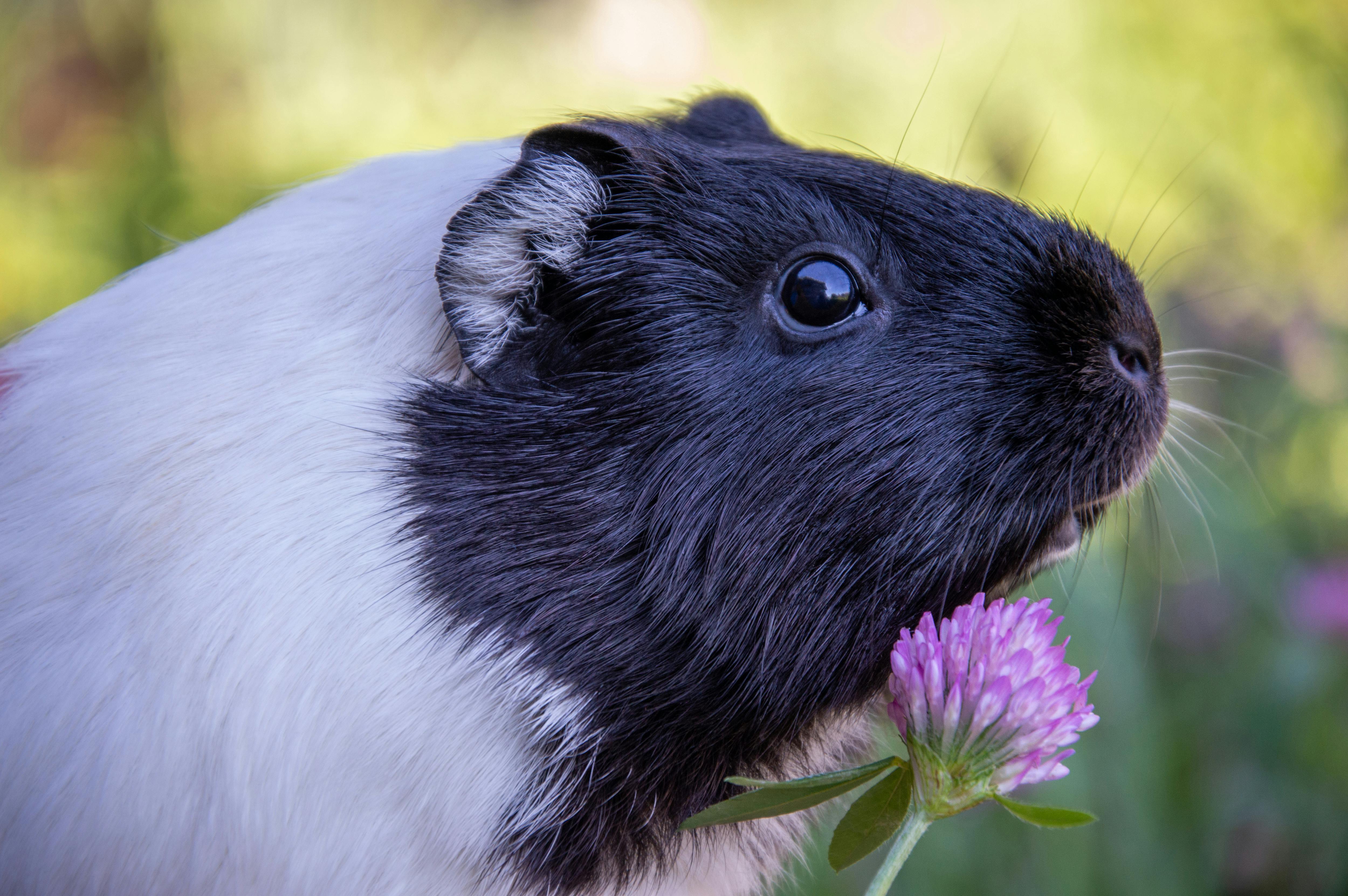 Properly set up guinea pig cage with accessories